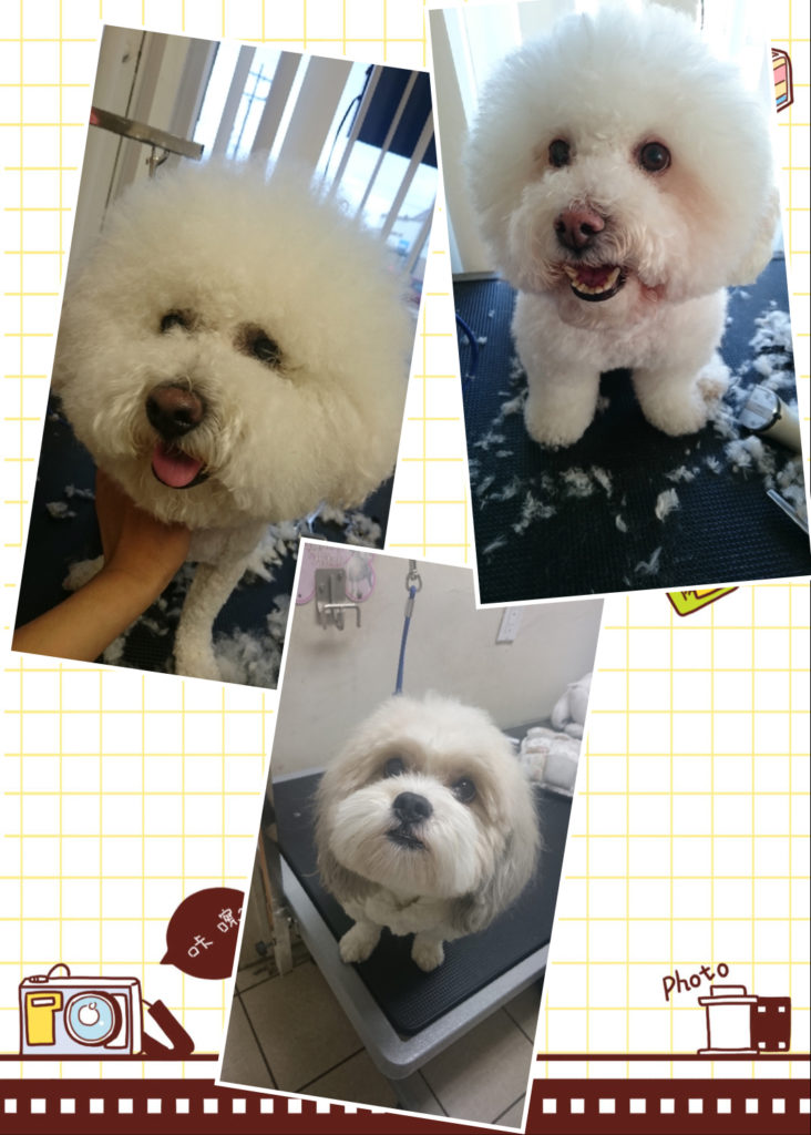 ABOUT iPET – iPET GROOMING